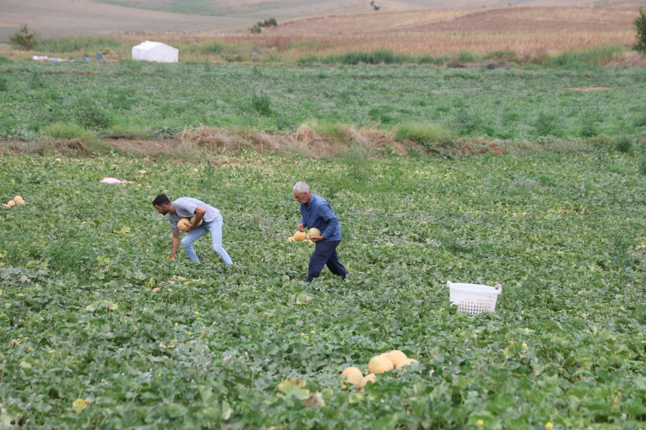 Aracıları devre dışı bıraktı, kavunun kilo fiyatı 10-15 lira ucuzladı