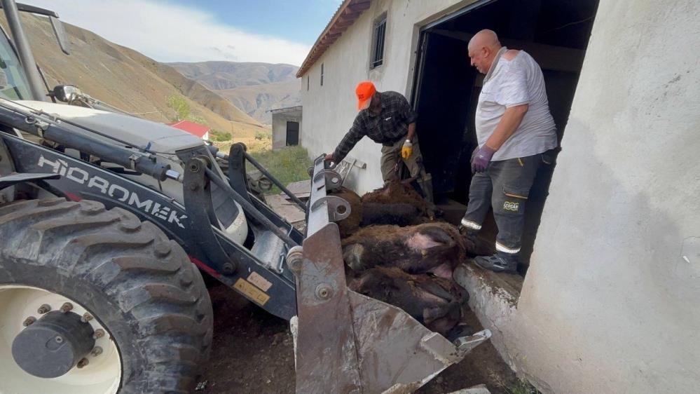 Erzincan’da ayı dehşeti! 144 küçükbaş hayvanı telef etti