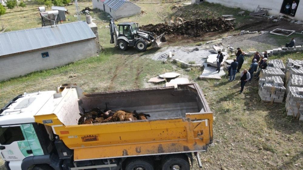 Erzincan’da ayı dehşeti! 144 küçükbaş hayvanı telef etti
