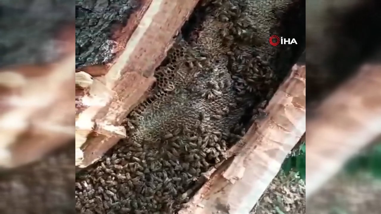 Ormanda gezerken tesadüfen buldular! Ağaç kovuğundan çıkan doğal bal görenleri şaşırttı