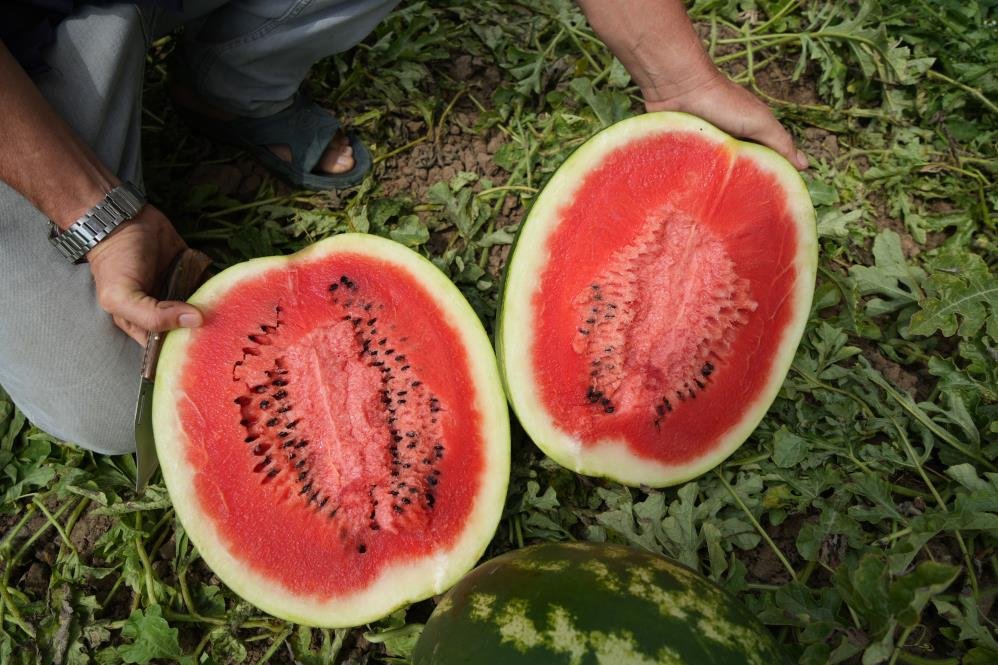 Aromasıyla dillere destan! Tarlada kilosu 20 TL
