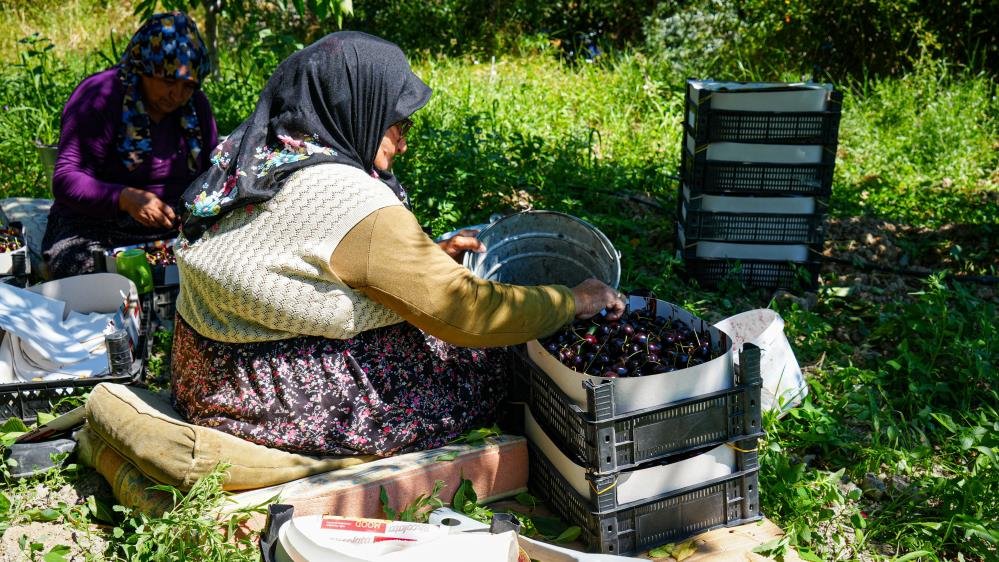 Geçen yıl don vurdu, bu yıl bebeği gibi bakıyor! Kilosu 150 lira