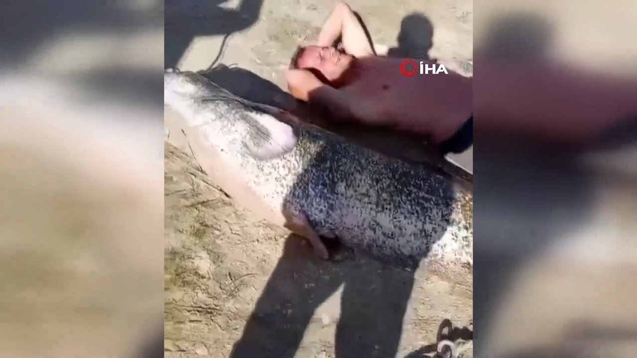 Kıyıya otomobille zor çektiler! Sakarya Nehri'nde 1.90 metrelik dev yayın balığı yakalandı