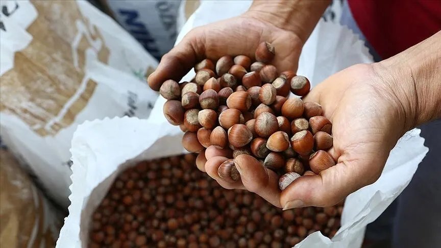 2026 Levant ve Giresun kalite fındık alım fiyatları ne kadar, kaç TL?