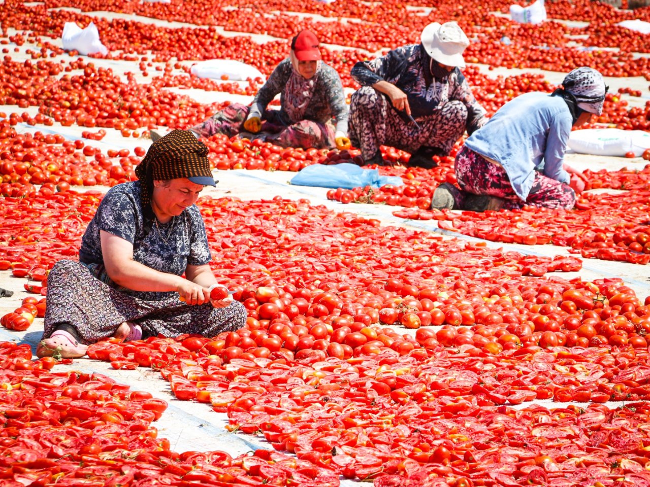 ‘Kırmızı altın’da hasat başladı!  90’dan fazla ülkeye ihraç ediliyor