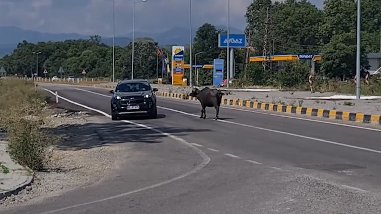 Zonguldak'ta karayoluna inen mandalar trafiği birbirine kattı! Sürücüler zor anlar yaşadı