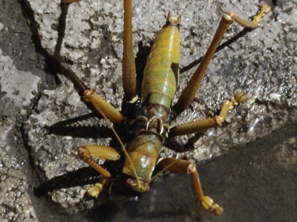 Batman'da görüntülendi! Boyu 20 santimetreyi buluyor: Dev çekirge hayrete düşürdü