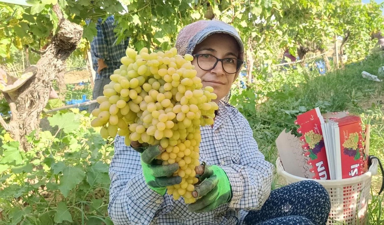 Hasat tarihi belli oldu! Dünyaca ünlü Manisa lezzetinde sezon başlıyor: Her yıl 200 milyon dolarlık ihracat yapılıyor