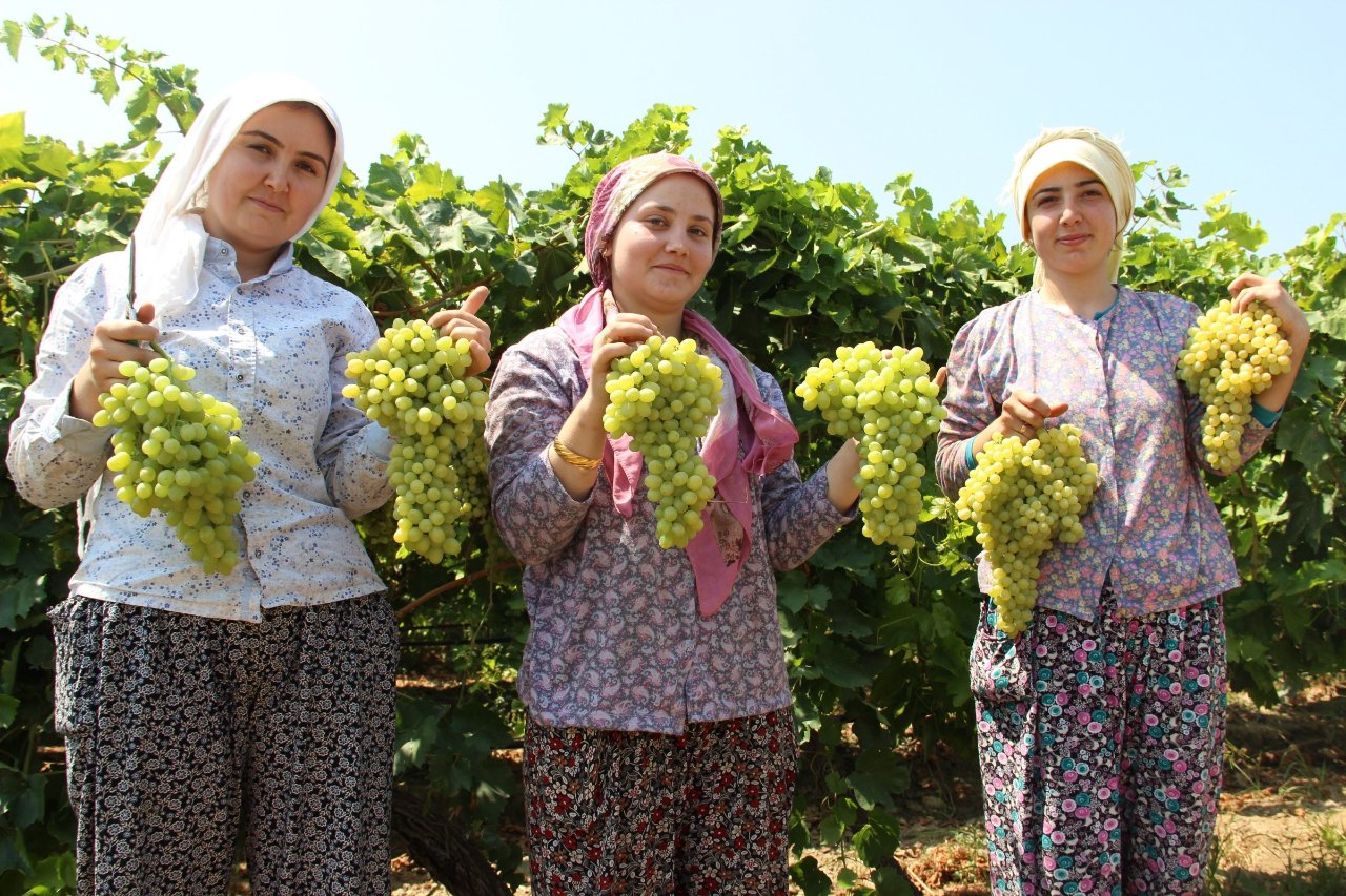 Hasat tarihi belli oldu! Dünyaca ünlü Manisa lezzetinde sezon başlıyor: Her yıl 200 milyon dolarlık ihracat yapılıyor