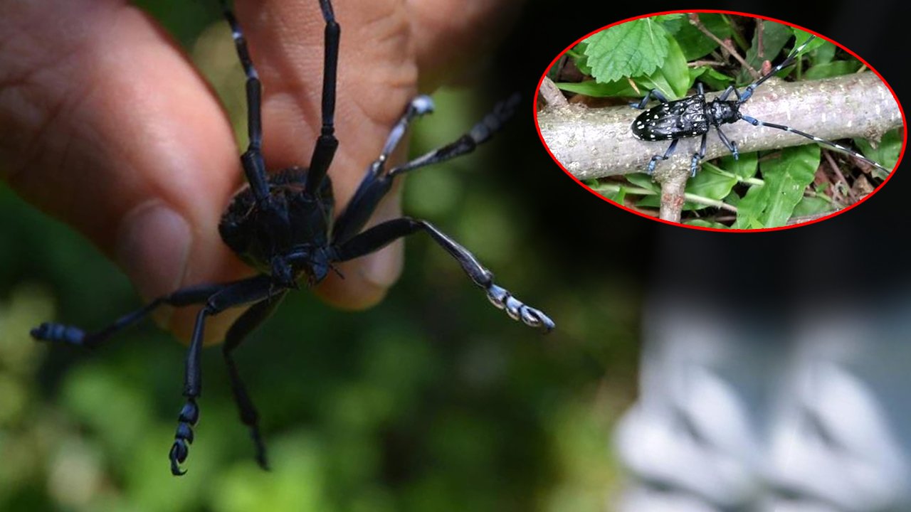 'Drakula' böceği Karadeniz'de yayılıyor, fındığı tehdit ediyor! Bir kentte karantina başlatıldı