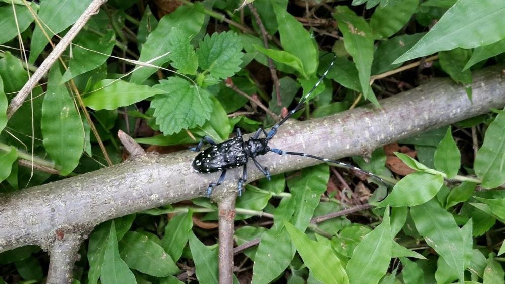 'Drakula' böceği Karadeniz'de yayılıyor, fındığı tehdit ediyor! Bir kentte karantina başlatıldı