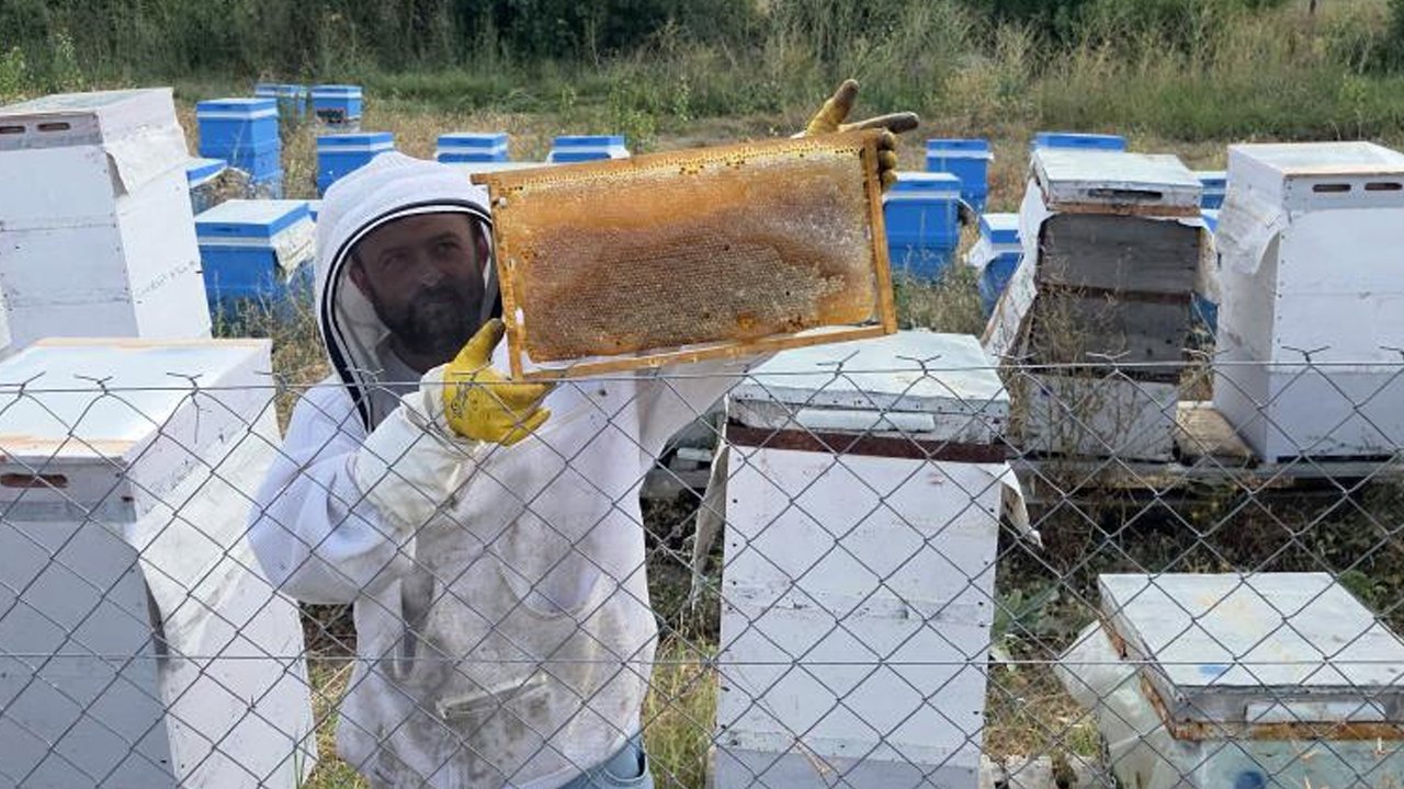 Hobi olarak arıcılığa başladı: 3 kovanı vardı, şimdi sayıyı 250 kovana çıkardı