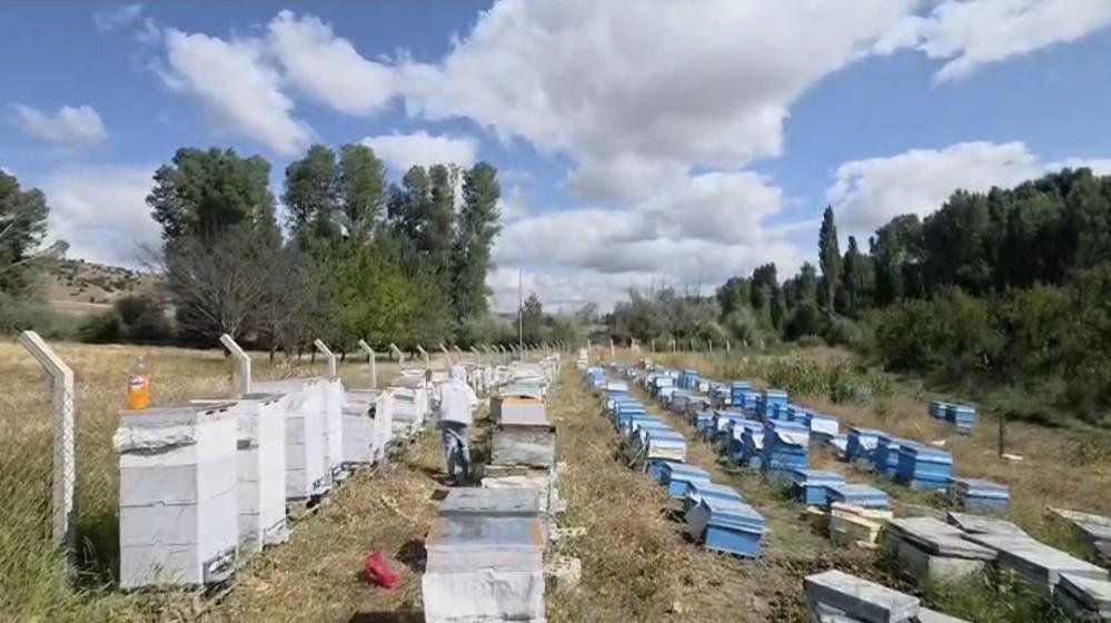 Hobi olarak arıcılığa başladı: 3 kovanı vardı, şimdi sayıyı 250 kovana çıkardı