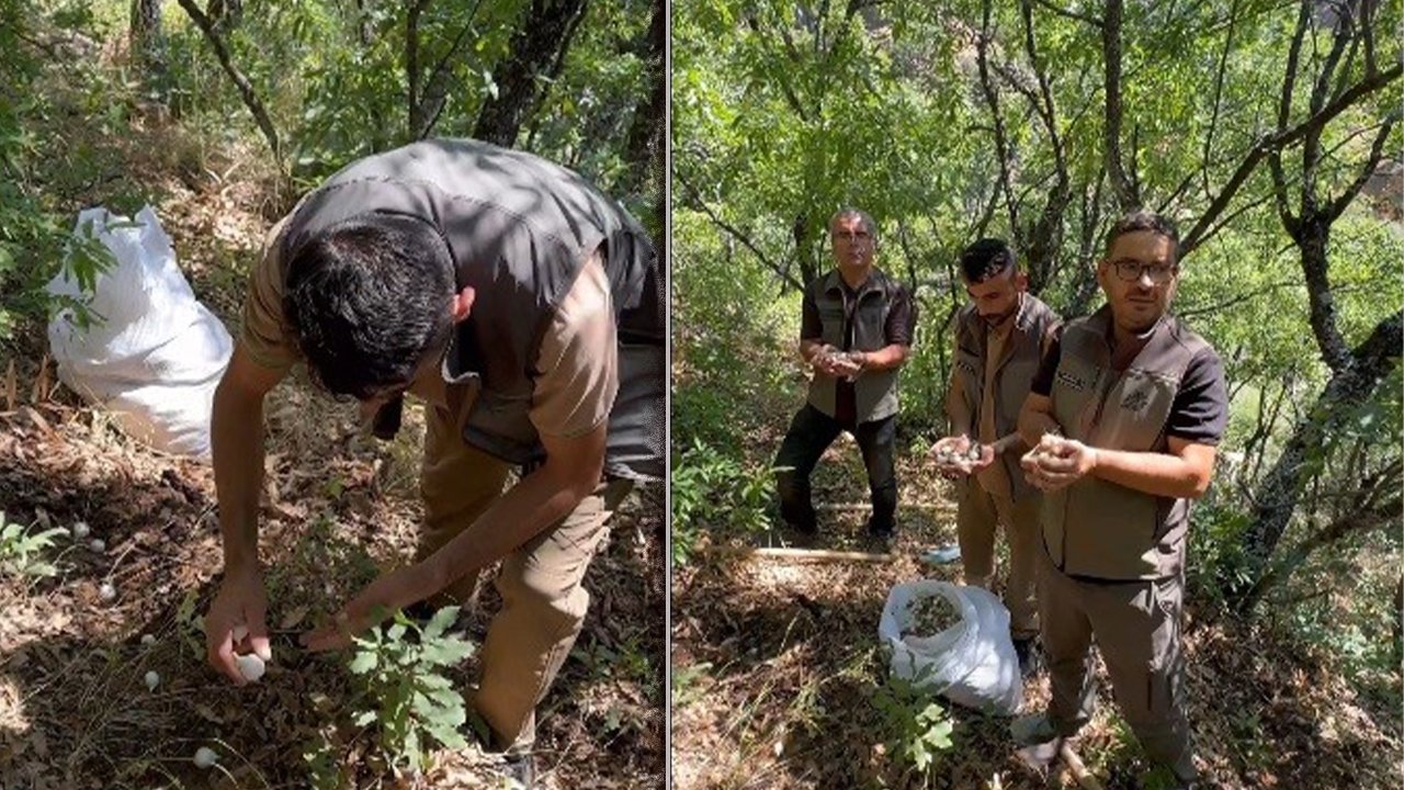 20 kilo için 2 milyon liralık ceza... Tunceli’de 'sarımsak' operasyonu