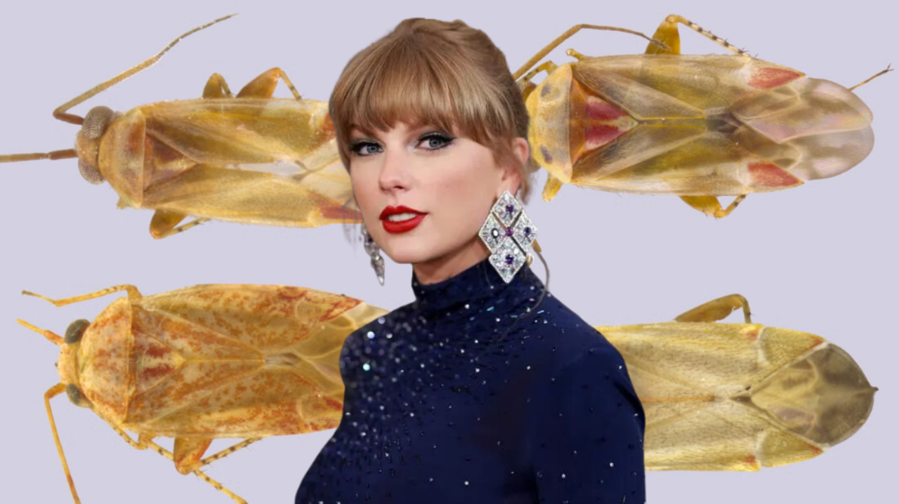 Bilim insanlarından şaşırtan Taylor Swift kararı! Yeni böcek cinsine adını verdiler