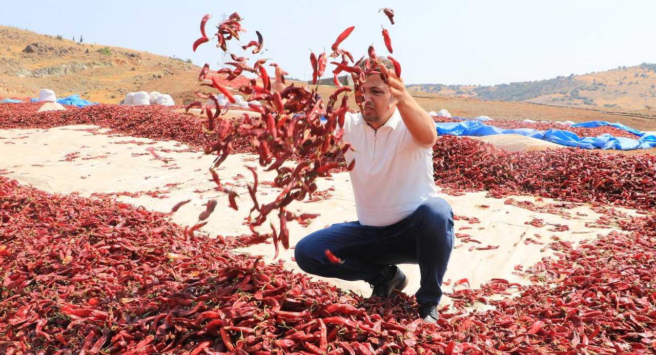 Hasat başladı! 40 dönümden 80 ton rekolte bekleniyor