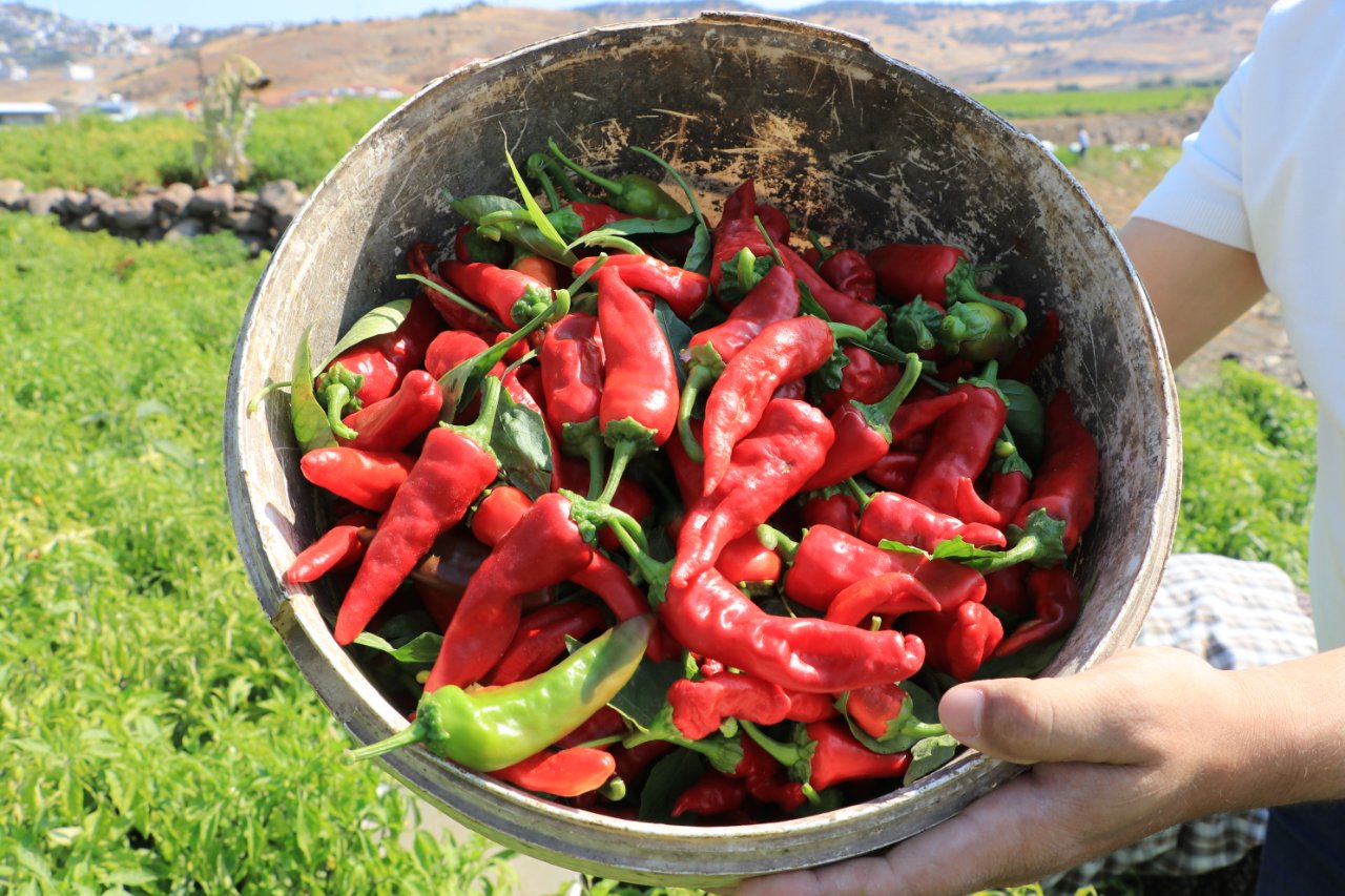Hasat başladı! 40 dönümden 80 ton rekolte bekleniyor