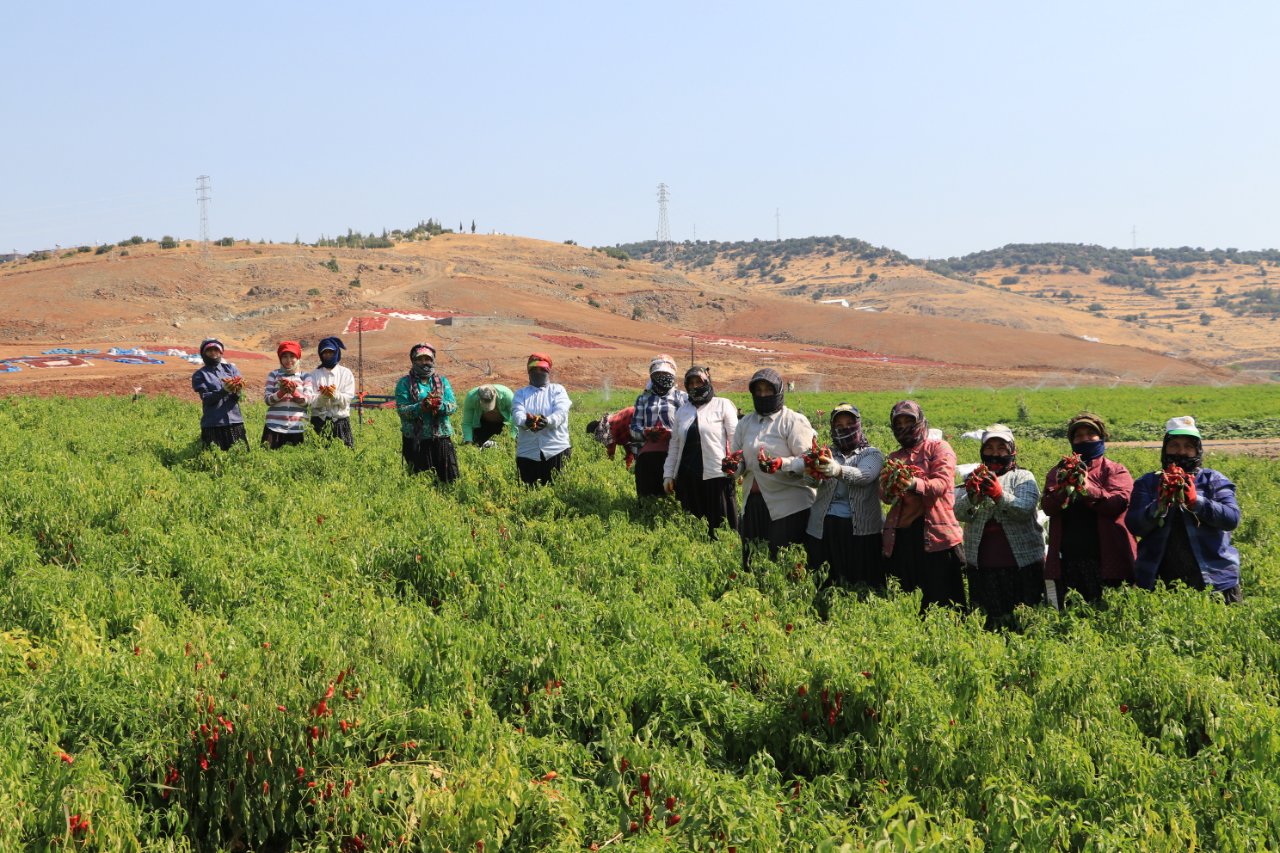 Hasat başladı! 40 dönümden 80 ton rekolte bekleniyor