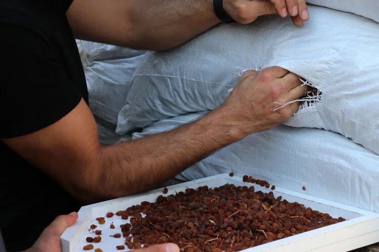 Kuru üzümde 2026 fiyatları belli oldu! TMO’nun alım tarifesi açıklandı