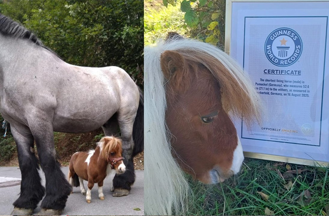 Yaşayan en kısa at