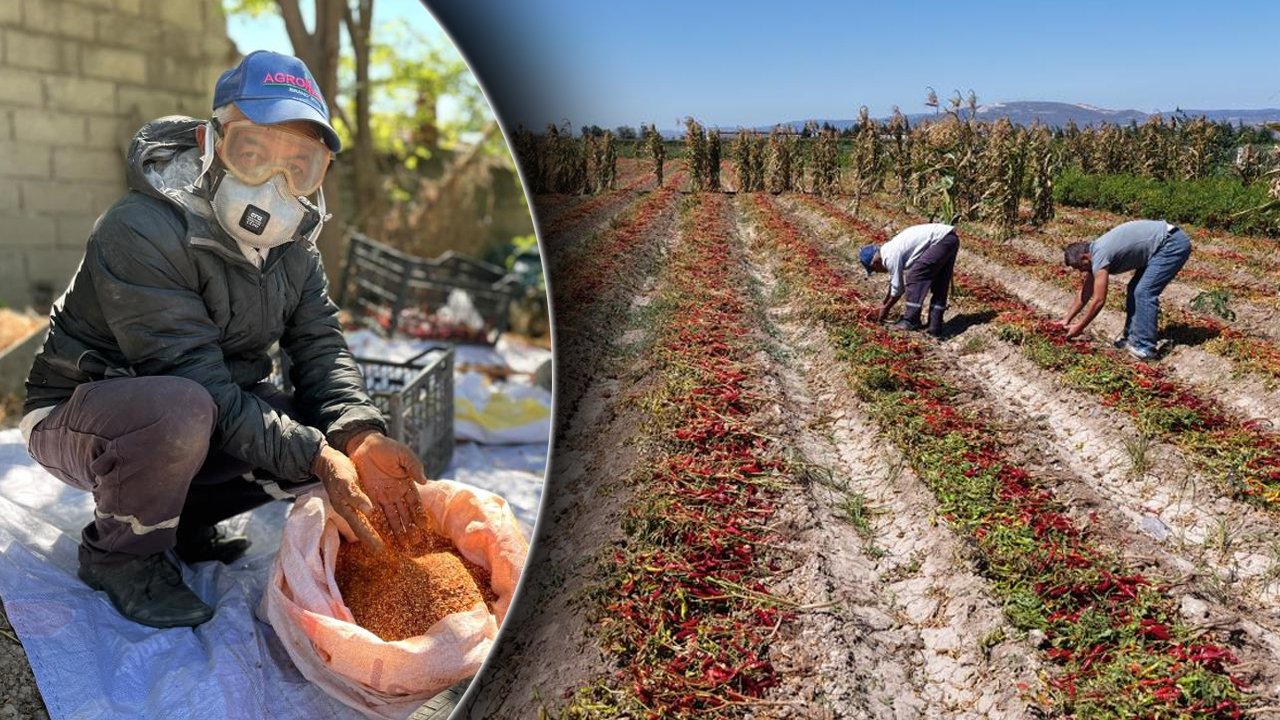 Sezonda 1 ton üretiyor, kilosunu 400 liradan satıyor! 5 dönümden 400 bin lira kazanıyor