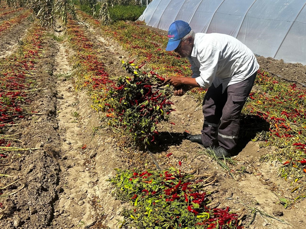 Sezonda 1 ton üretiyor, kilosunu 400 liradan satıyor! 5 dönümden 400 bin lira kazanıyor