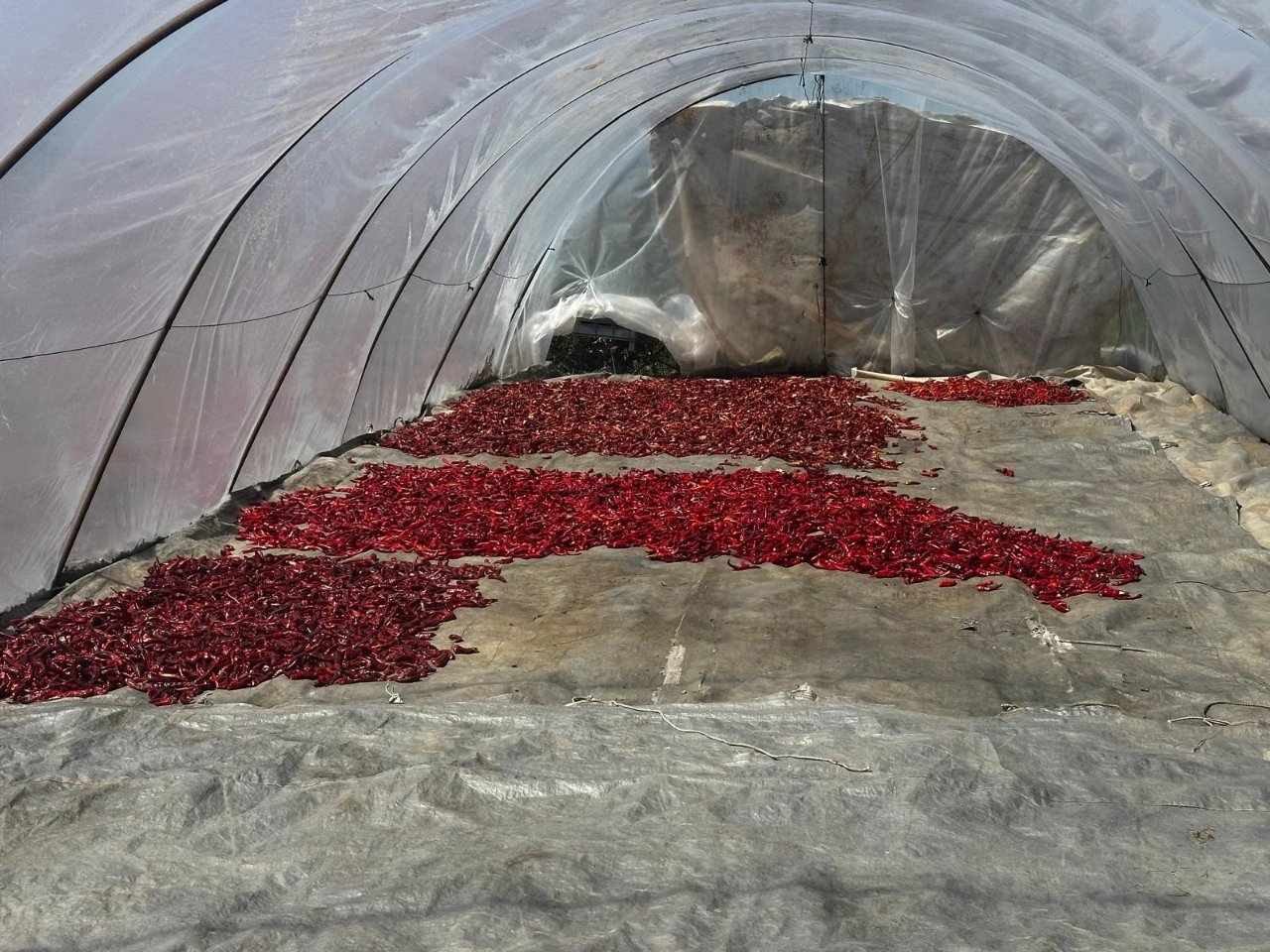 Sezonda 1 ton üretiyor, kilosunu 400 liradan satıyor! 5 dönümden 400 bin lira kazanıyor