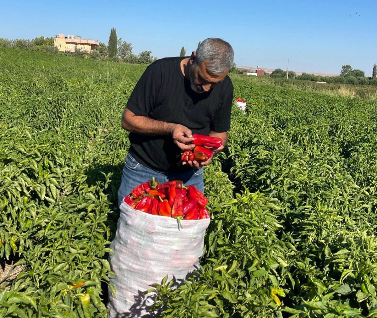Şanlıurfada isot mesaisi başladı! Tarladan damlara uzanan zahmetli yolculuk