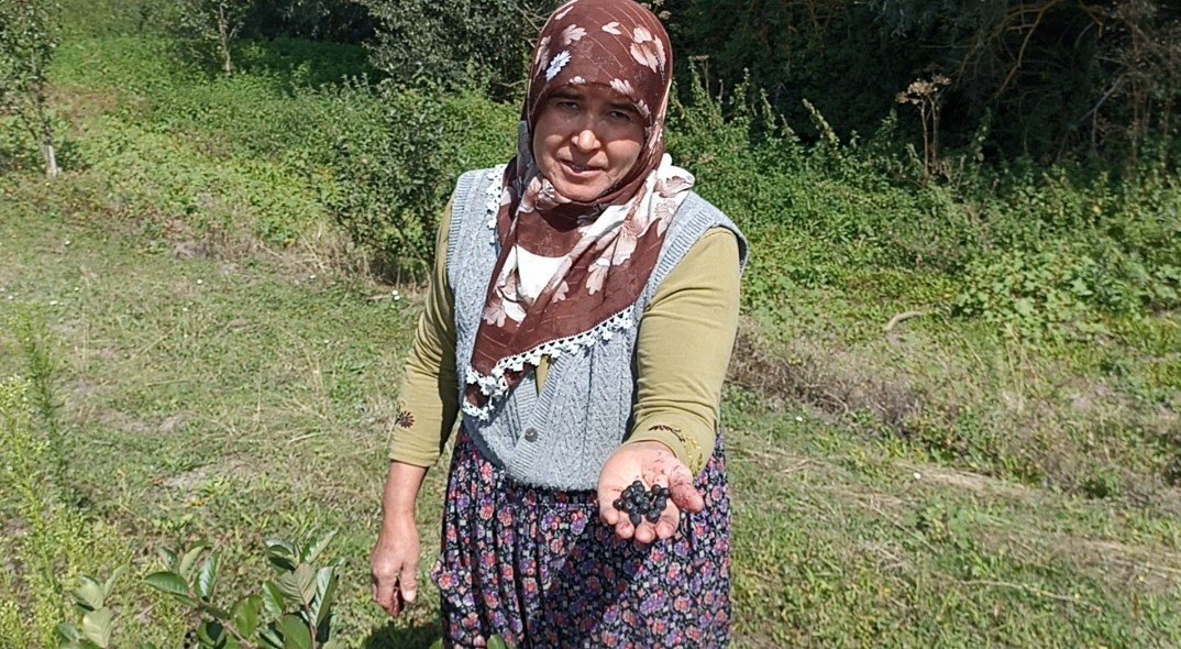 Emekli çift devlet desteğiyle kurdu: Ektikleri meyve yüzlerini güldürdü, 5 yıldır üretiyorlar