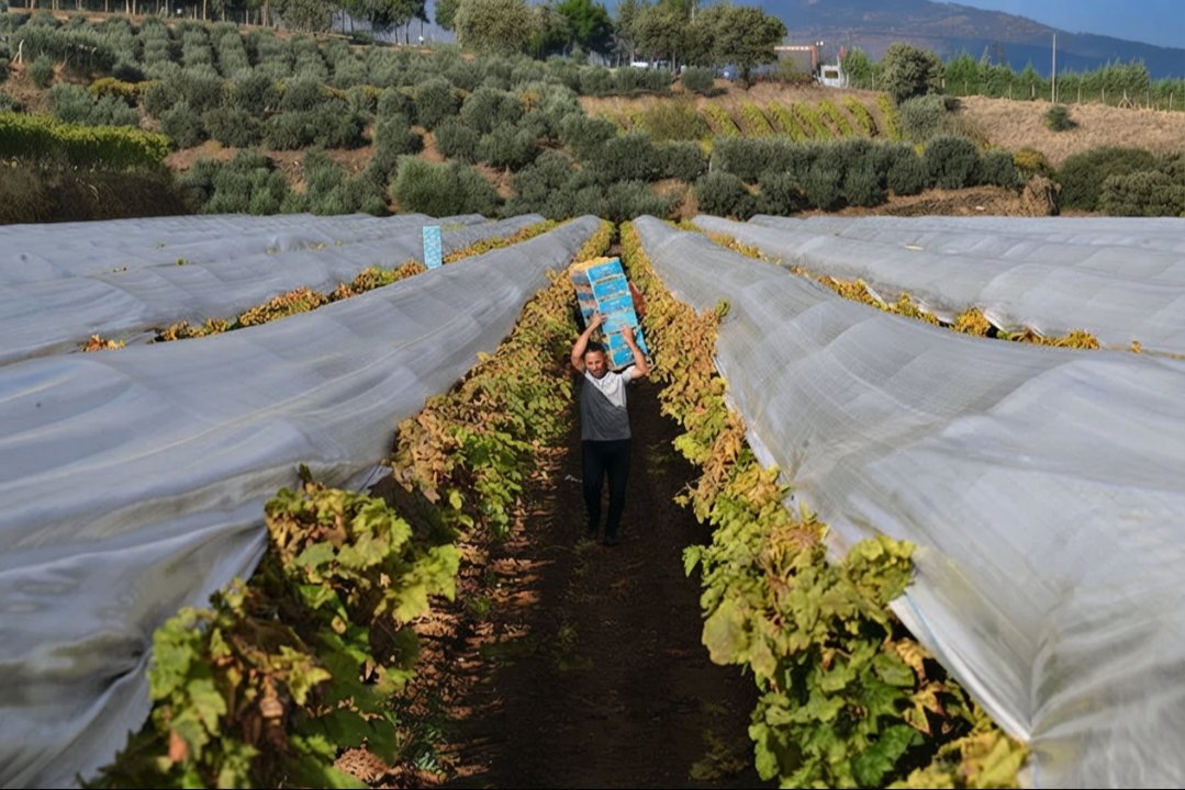 1000 rakımda üretiliyor, 600 liradan satılıyor! Verim iyi, üretici memnun
