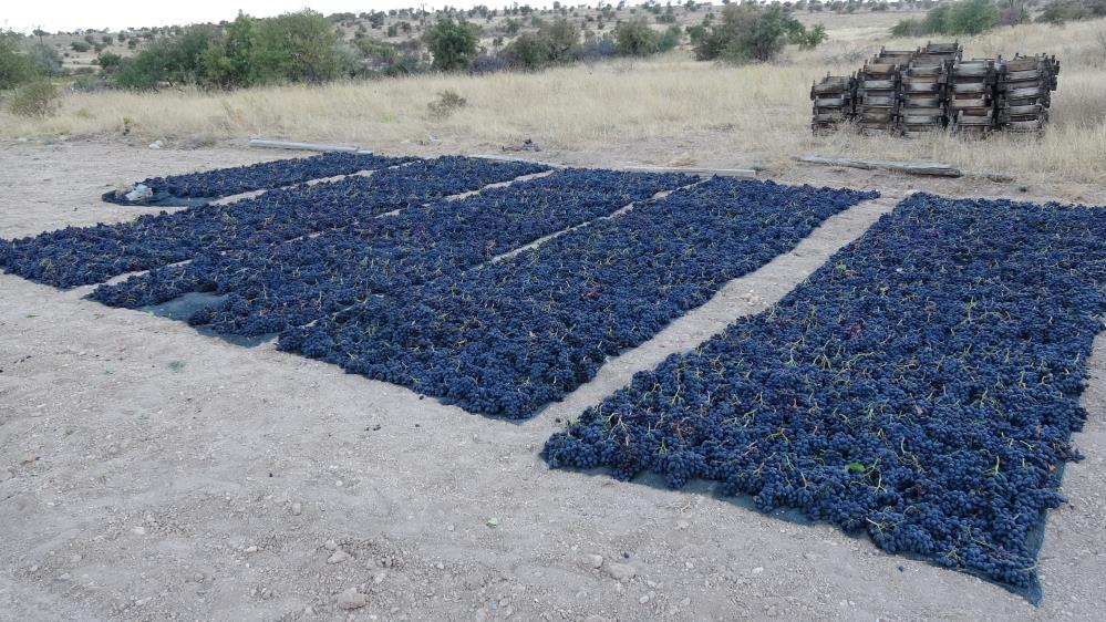 1000 rakımda üretiliyor, 600 liradan satılıyor! Verim iyi, üretici memnun