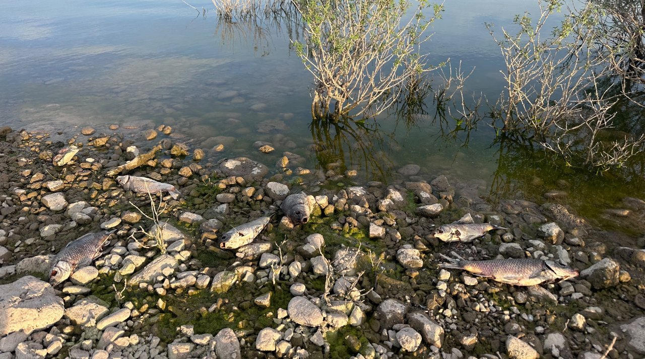 Barajda toplu balık ölümleri! Ekipler numune aldı