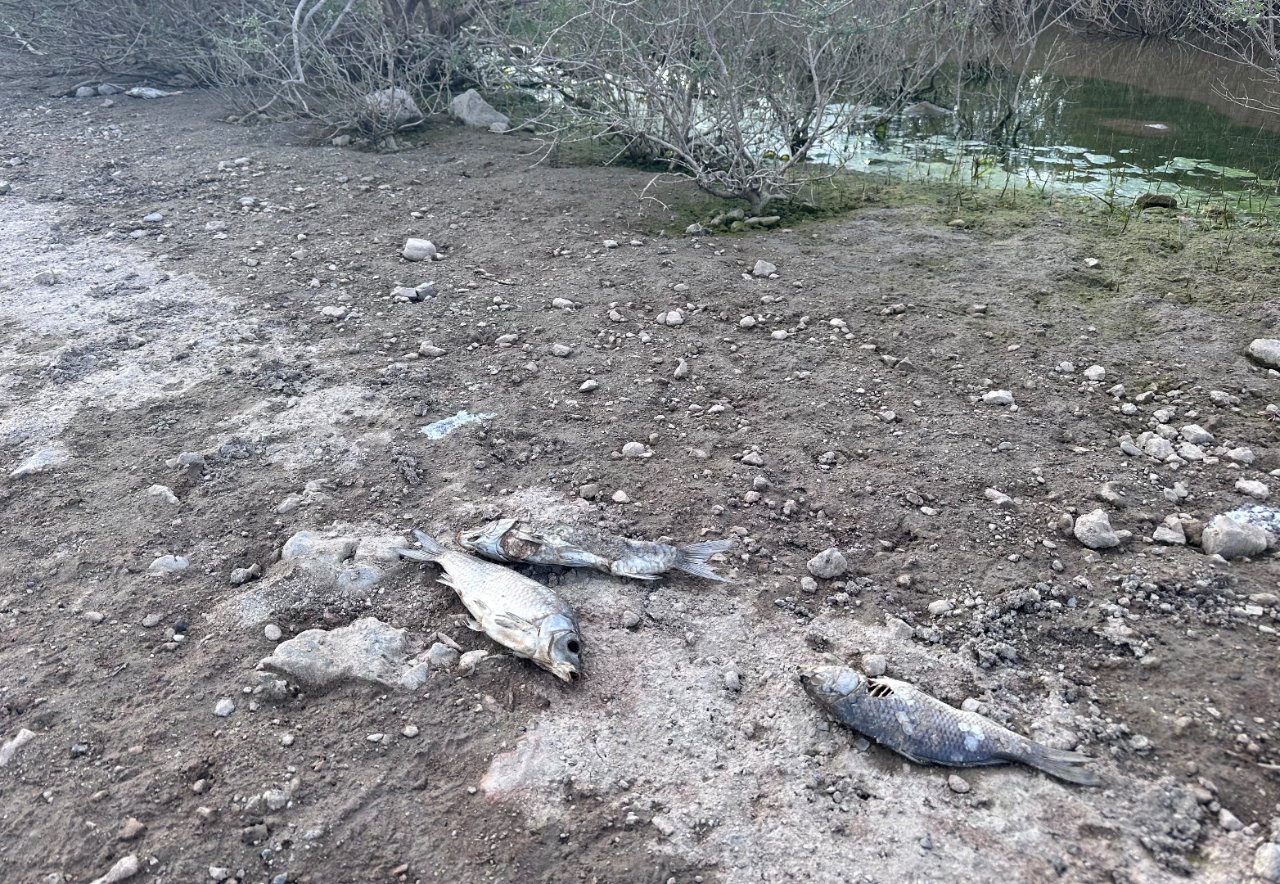 Barajda toplu balık ölümleri! Ekipler numune aldı