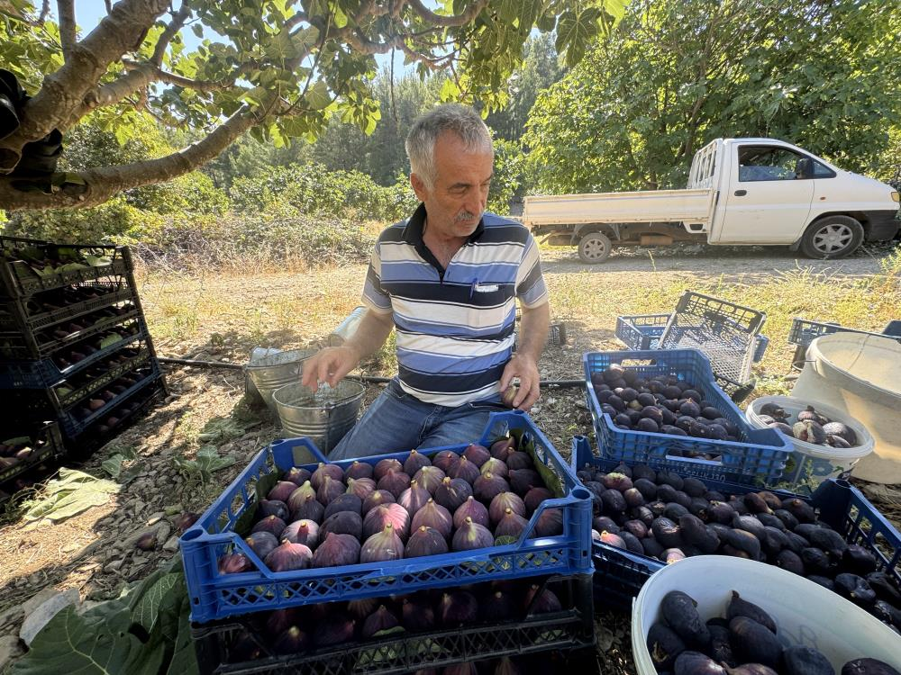 Halde 50, pazarda 80 lira! Rekolte düşük, üretici memnun değil