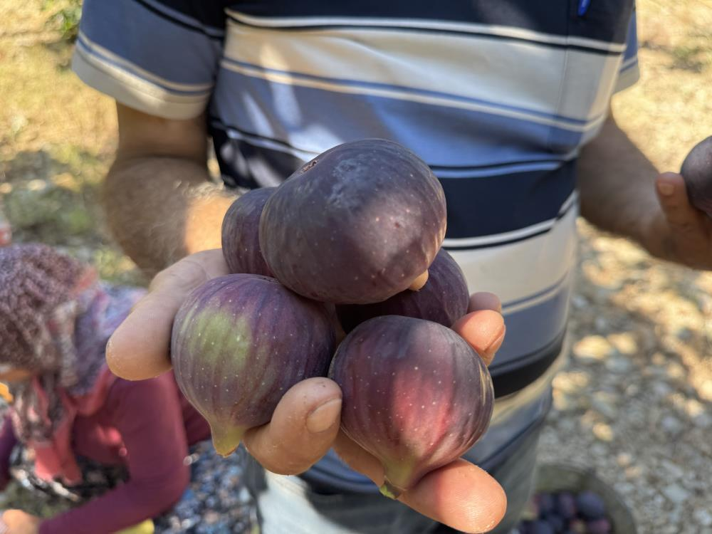 Halde 50, pazarda 80 lira! Rekolte düşük, üretici memnun değil