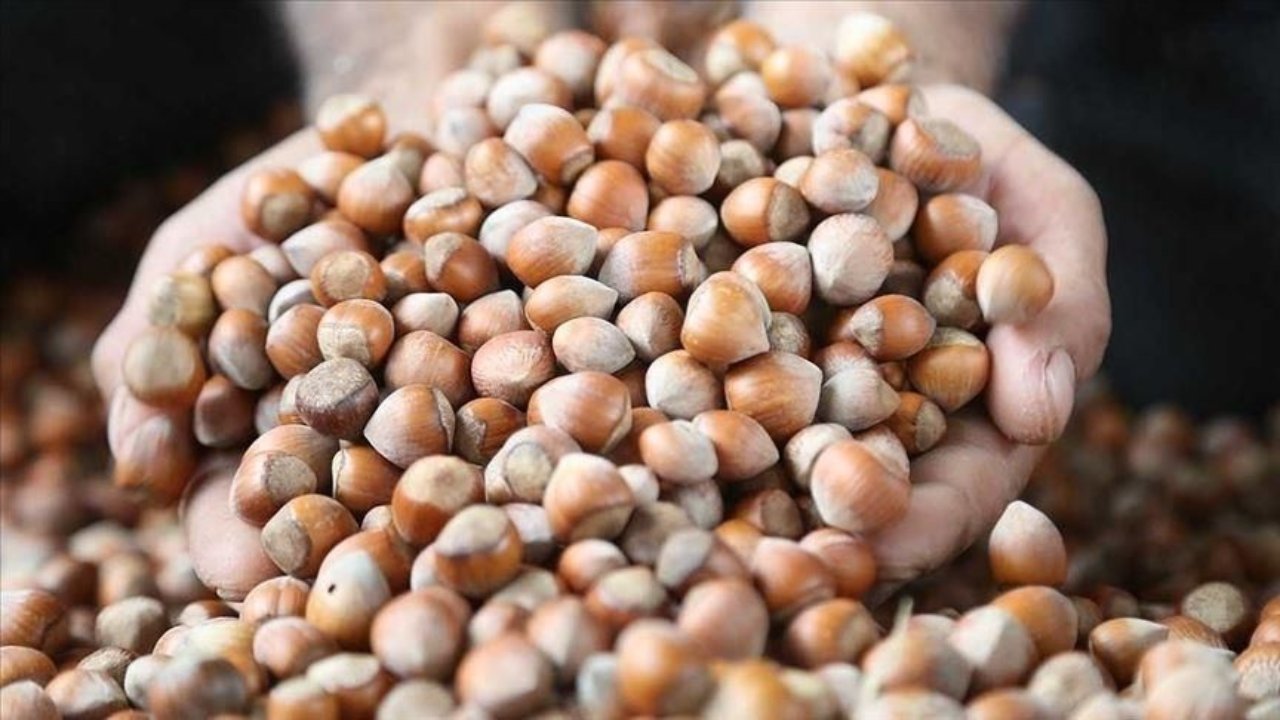 80 liralık fiyat farkı! Fındık üreticisinin kurtarıcısı TMO oldu 
