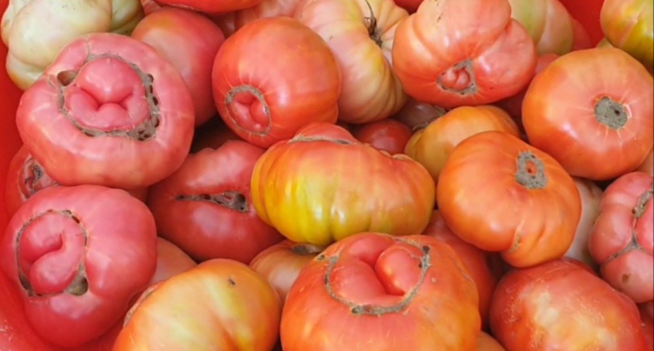 Tanesi 1 kilo gelen var! Ata tohumu domatesler büyüklüğüyle dikkat çekiyor