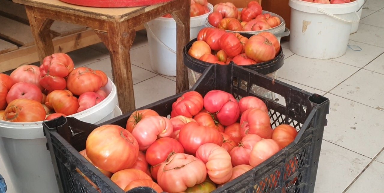 Tanesi 1 kilo gelen var! Ata tohumu domatesler büyüklüğüyle dikkat çekiyor