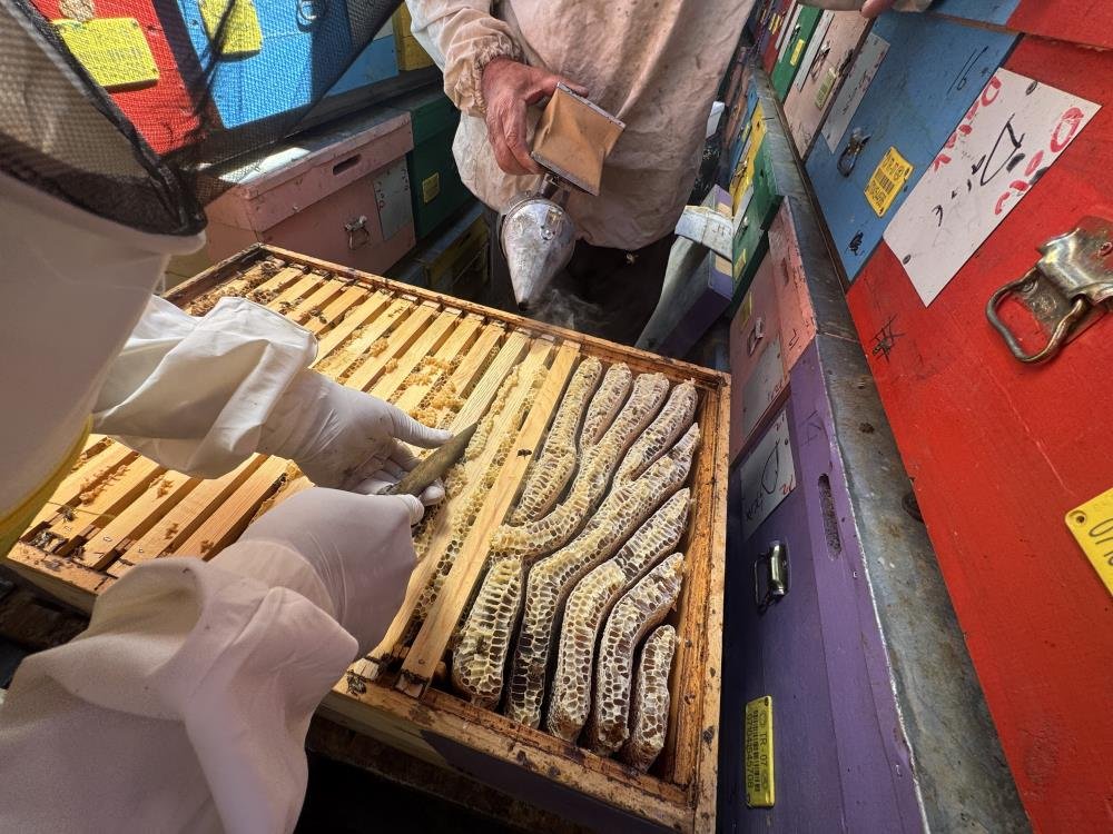 240 kovanlık  bal tırı  ile 2 bin 200 rakımlı yaylalarda doğal bal üretimi yapıyorlar