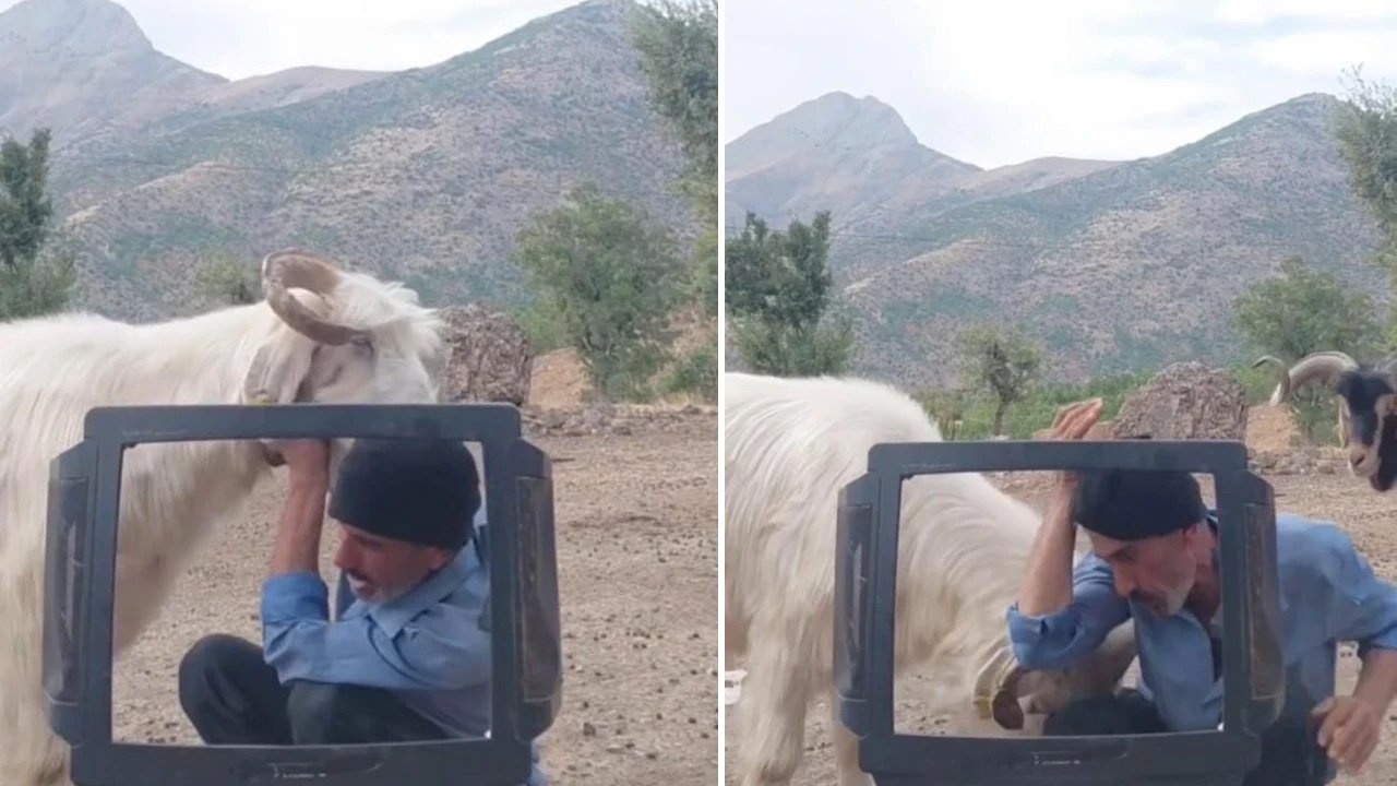 Çobanın sunuculuk hayali 'keçi' engeline takıldı! Güldüren anlar kamerada