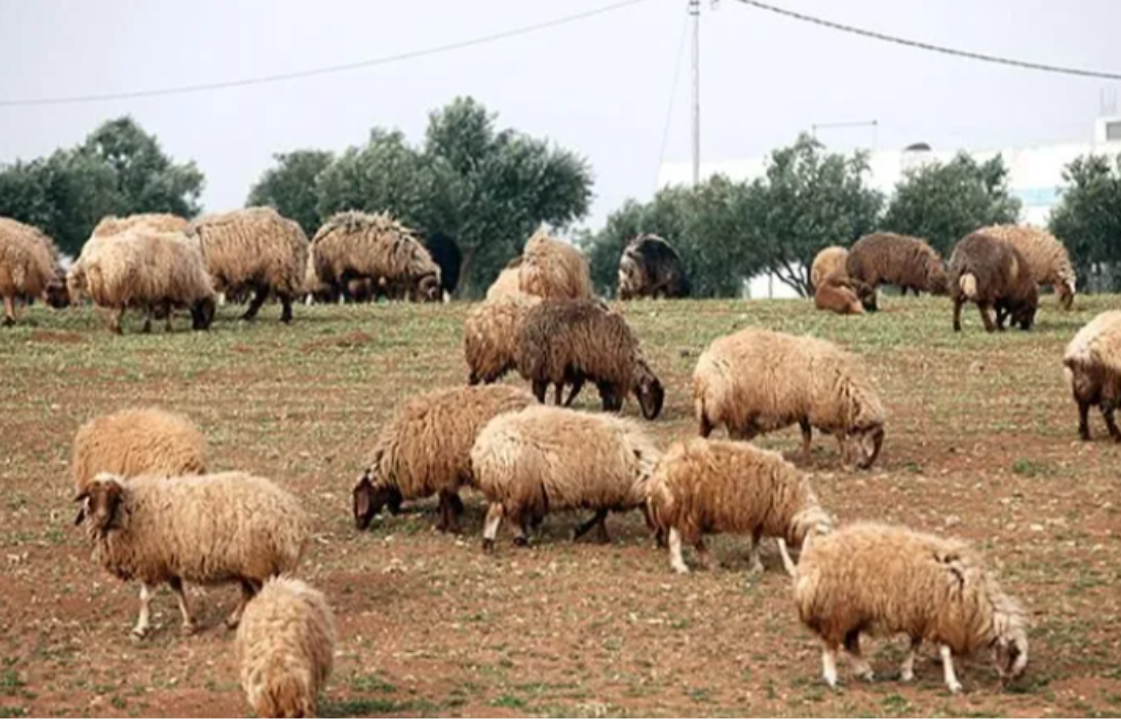 Mavi Dil hastalığı nedir, nasıl bulaşır? Mavi Dil hastalığı belirtileri