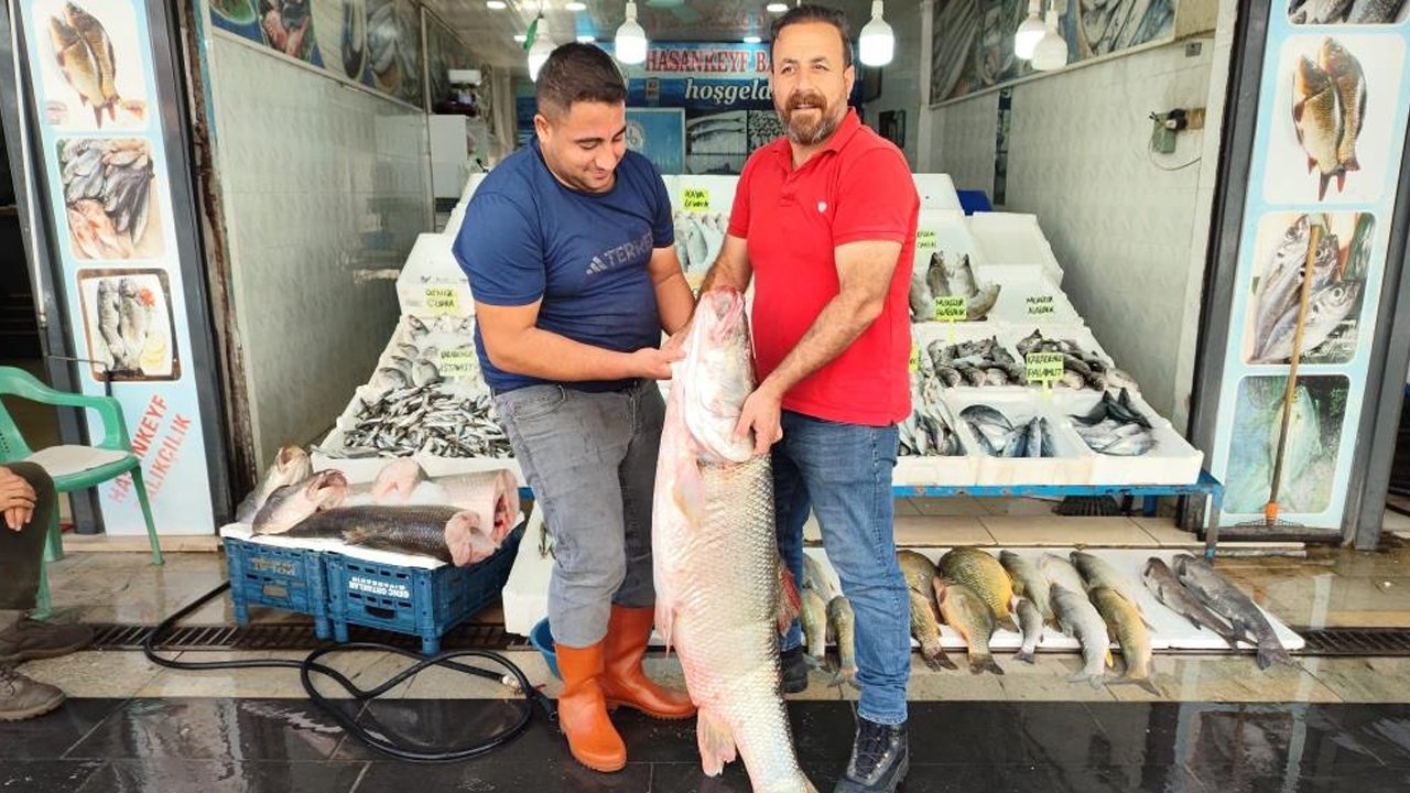 1,5 metre uzunluğunda, 69 kilo ağırlığında! Dev balık kilosu 400 liradan satışta 
