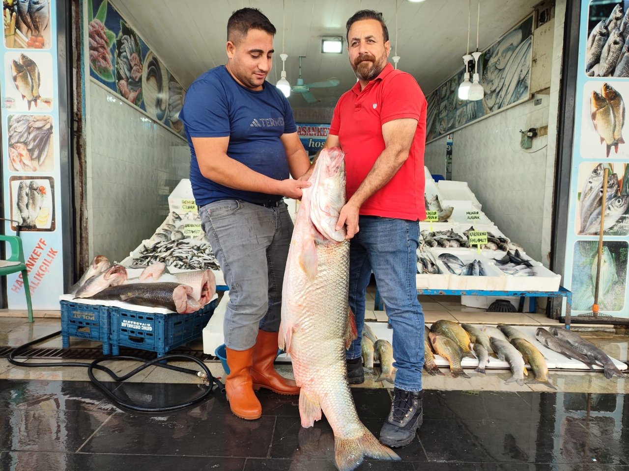 1,5 metre uzunluğunda, 69 kilo ağırlığında! Dev balık kilosu 400 liradan satışta
