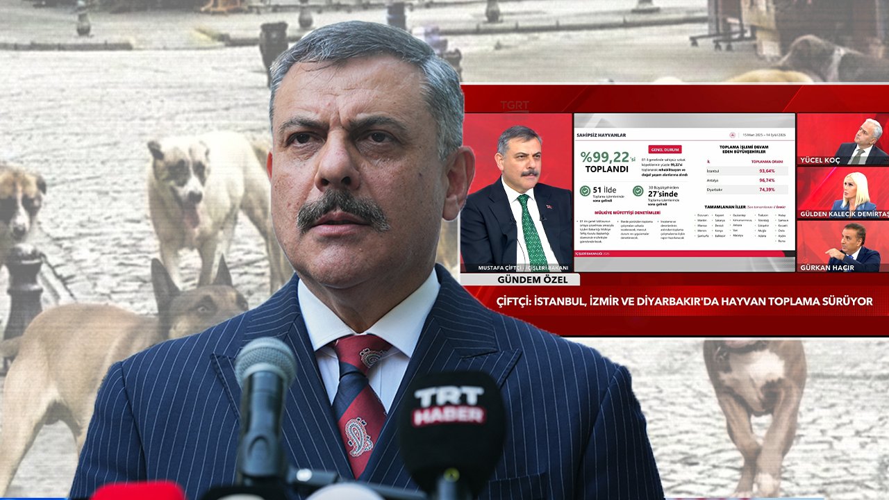  Başıboş köpek sorunu tarih oluyor! 