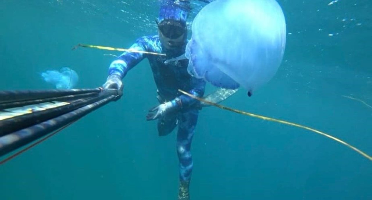 Çanakkale’de ‘mavi’ alarm! 5 metre derinlikte sayısı arttı, zehirli değil ama temas edince acı hissi veriyor 