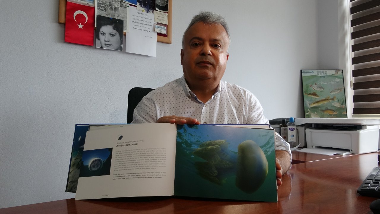 Çanakkale’de ‘mavi’ alarm! 5 metre derinlikte sayısı arttı, zehirli değil ama temas edince acı hissi veriyor 