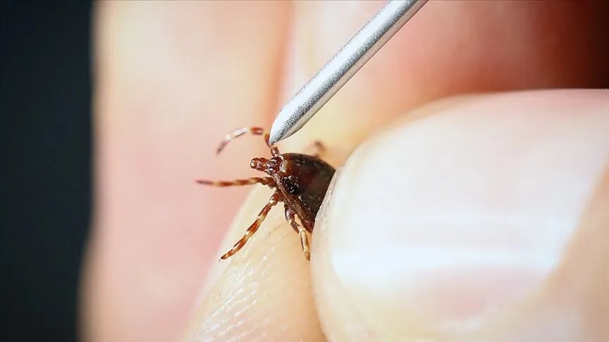 Kene ısırığı hayatını altüst etti!  15 dakikada bulaşıyor, şimdi ne konuşabiliyor ne yürüyebiliyor