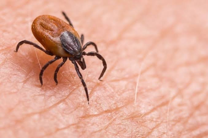 Kene ısırığı hayatını altüst etti!  15 dakikada bulaşıyor, şimdi ne konuşabiliyor ne yürüyebiliyor