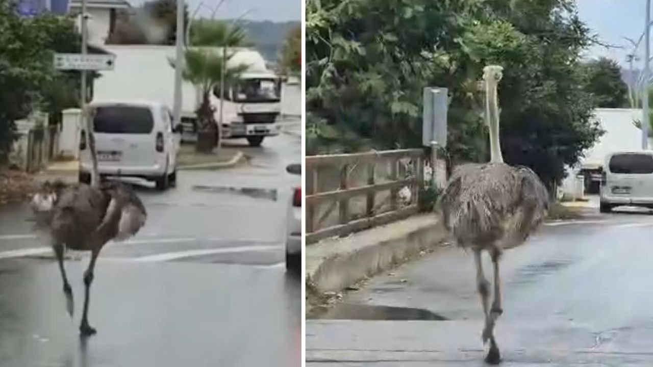 Şile'de hayvanat bahçesinden kaçan deve kuşu vatandaşları şaşırttı