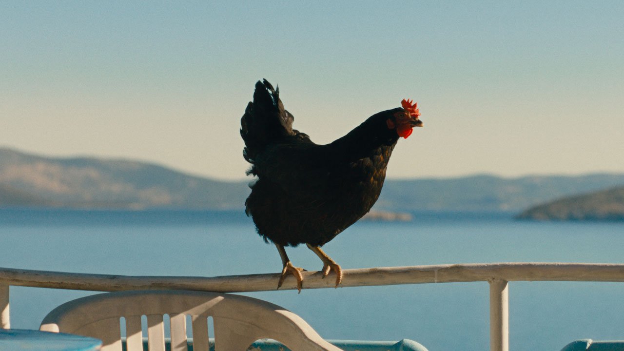 Bu ‘Tavuk’ insanlık dersi veriyor! Sıra dışı bir film “Hen”